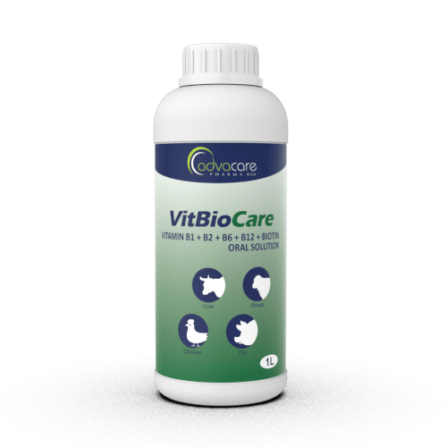 Vitamin B1 + B2 + B6 + B12 + Biotin Oral Solution (1 bottle)