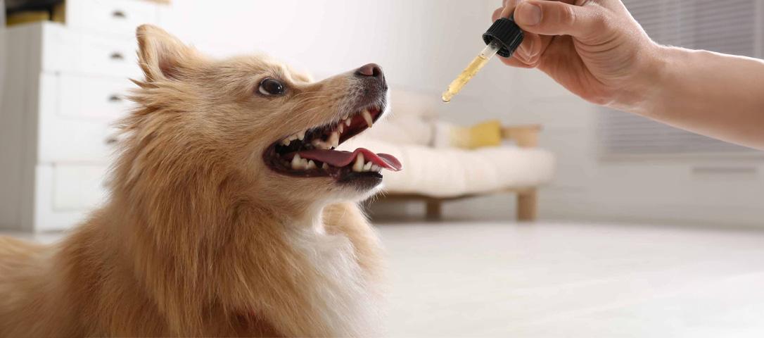 Benefits of Oral Suspensions for Pets