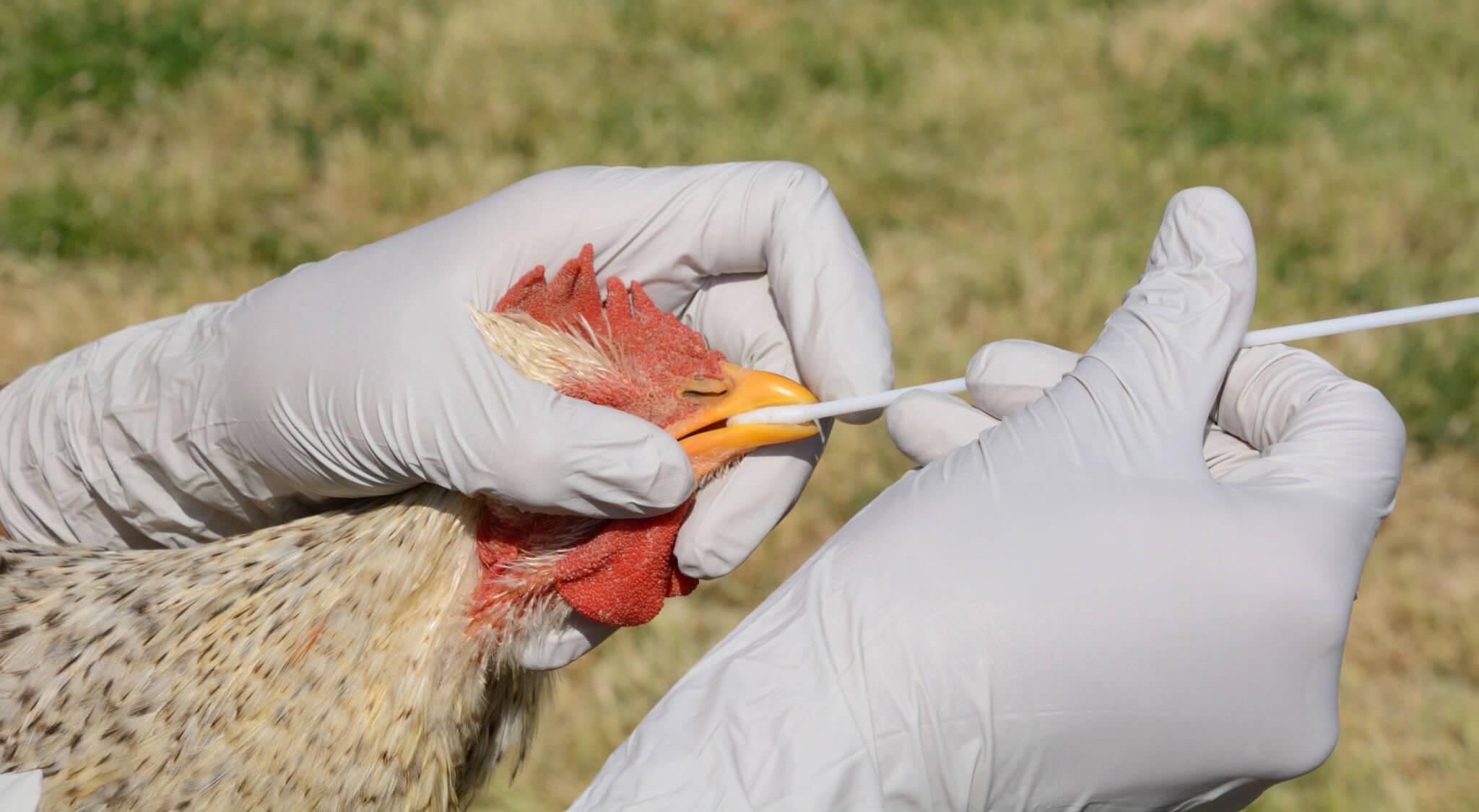 Person holding a chicken and performing a bird flu test swab Person holding a chicken and performing a bird flu test swab