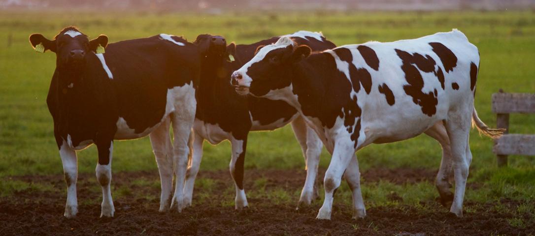 Emerging Markets Need More Veterinary Products, Here are 5 Trends Why