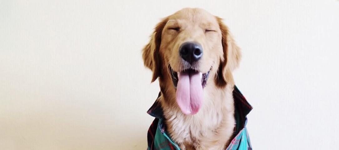 Pet Supplements Market Set to Exceed $1b by 2027. Are you Ready? Pet Supplements Market Set to Exceed $1b by 2027. Are you Ready?