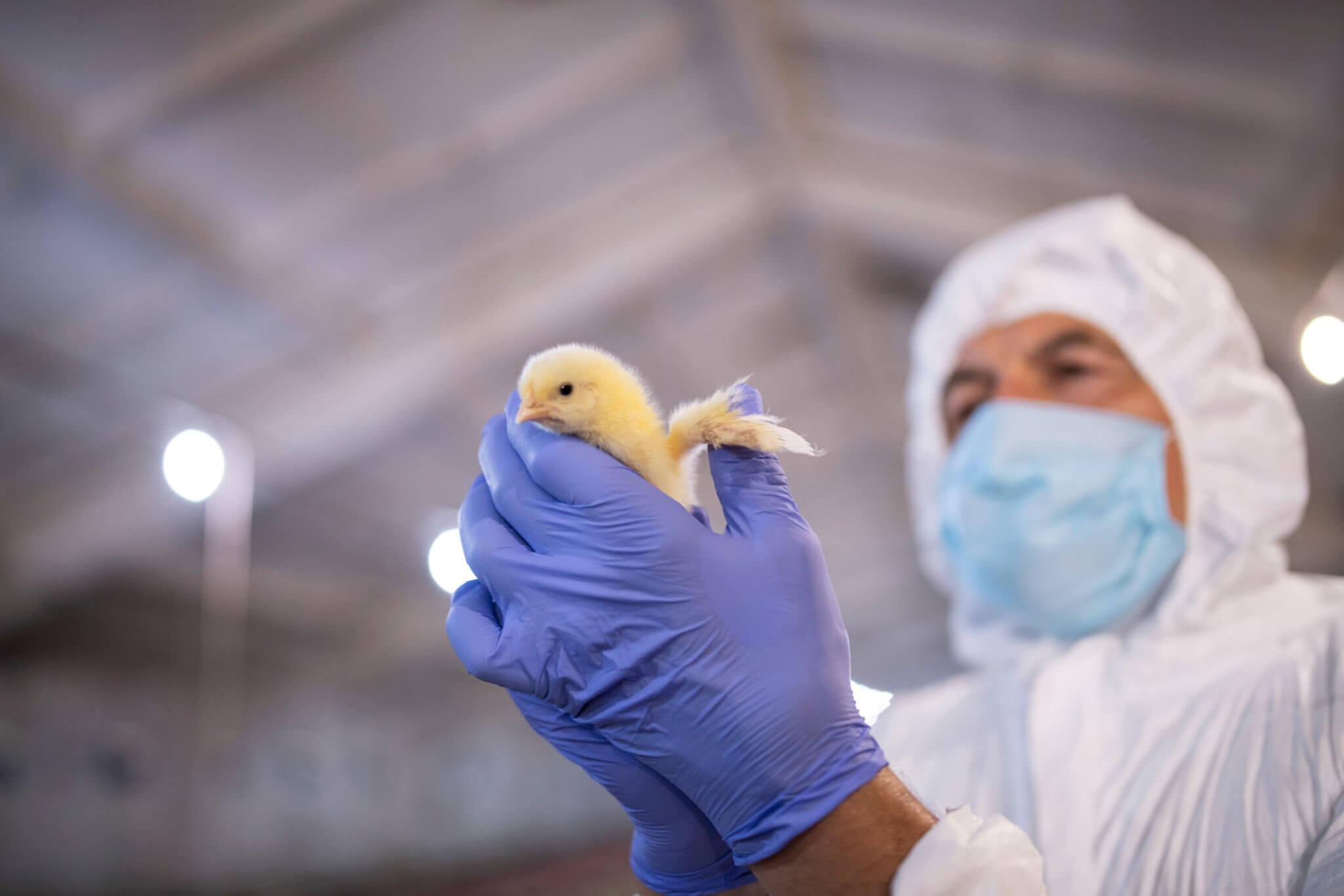 Personne portant un EPI tenant un poussin Personne portant un EPI tenant un poussin