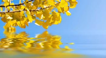 The Multiple benefits of Ginkgo Biloba