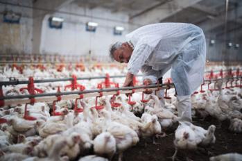 Veterinary Feed and Supplements Registration in Egypt Veterinary Feed and Supplements Registration in Egypt
