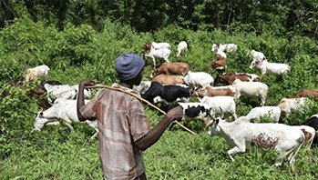 advacarepharma-LMICs-farmers advacarepharma-LMICs-farmers