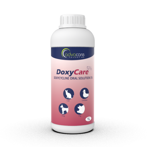 Doxycycline Oral Solution (1 bottle)