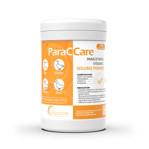 Paracetamol + Vitamin C Soluble Powder (1 bag)