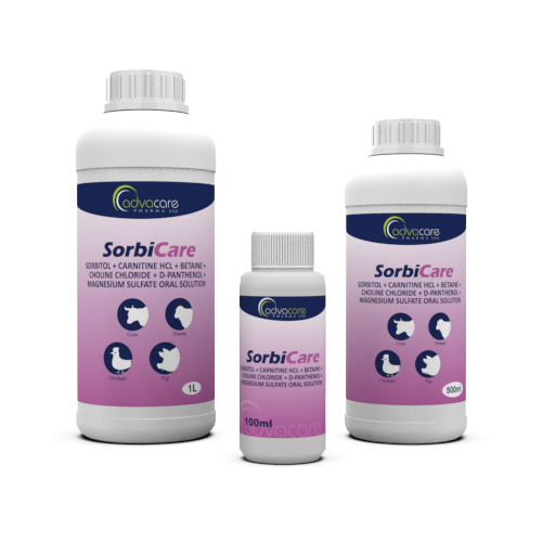 Sorbitol + Carnitine HCl + Betaine + Choline Chloride + D-Panthenol + Magnesium Sulfate Oral Solution (100ml bottle, 500ml bottle and 1L bottle) Sorbitol + Carnitine HCl + Betaine + Choline Chloride + D-Panthenol + Magnesium Sulfate Oral Solution (100ml bottle, 500ml bottle and 1L bottle)