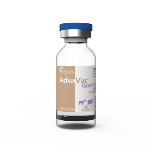 Vaccin contre la Peste Caprine (1 flacon)