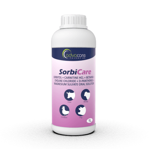 Sorbitol + Carnitine HCl + Betaine + Choline Chloride + D-Panthenol + Magnesium Sulfate Oral Solution (1 bottle)