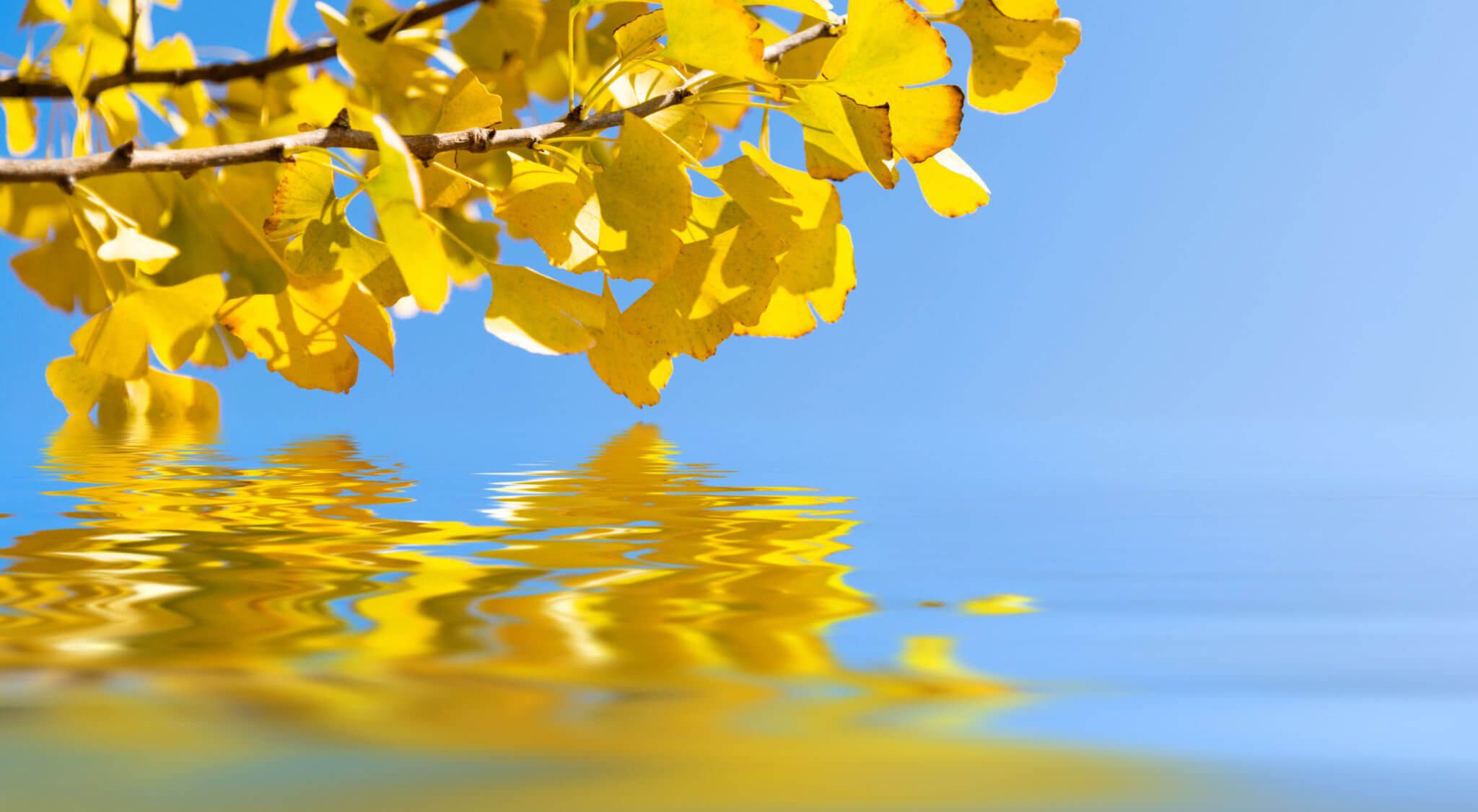 Los Múltiples Beneficios de Ginkgo Biloba
