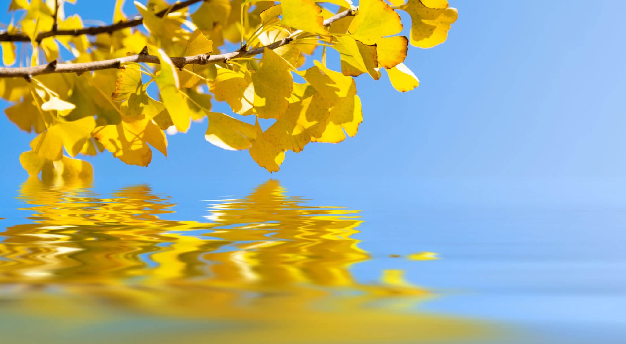 The Multiple benefits of Ginkgo Biloba