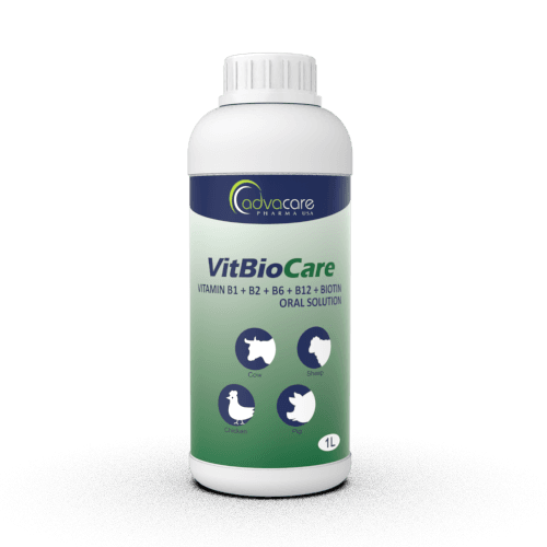 Solution Orale de Vitamine B1 + B2 + B6 + B12 + Biotine (1 bouteille)