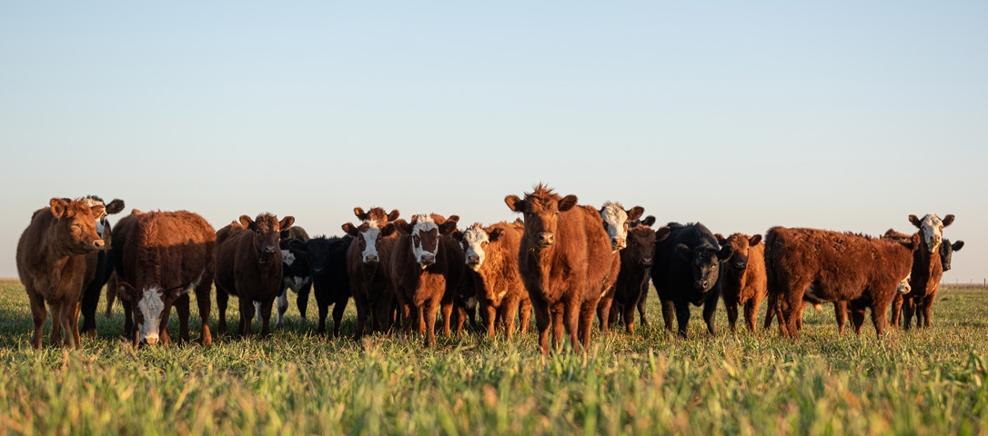 COVID-19 & Livestock: Key Takeaways for Veterinary Products Distributors