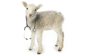 Animal de ganado tratado con medicamentos veterinarios de AdvaCare Pharma.
