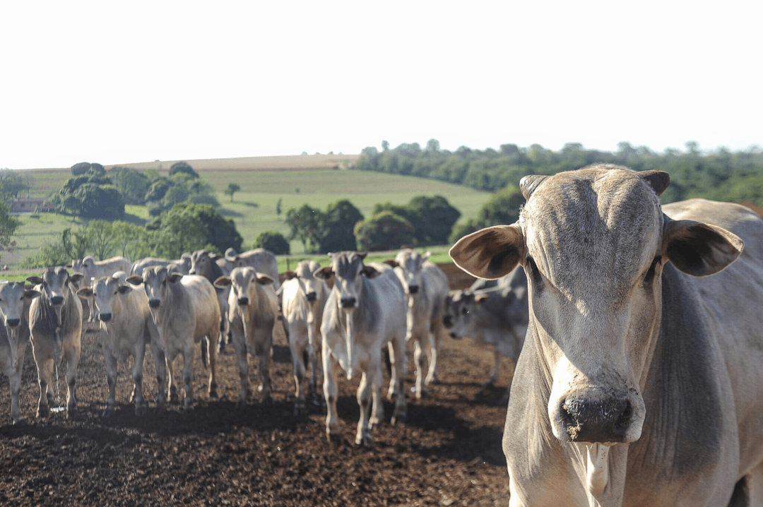 Key to Veterinary Distributor Success Effective Animal Vaccines