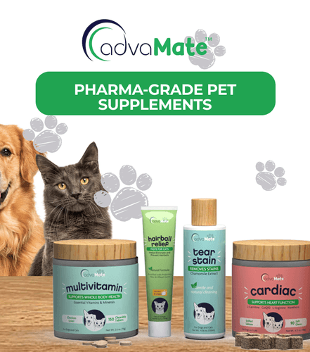 Explore Global Pet Supplement Market Trends