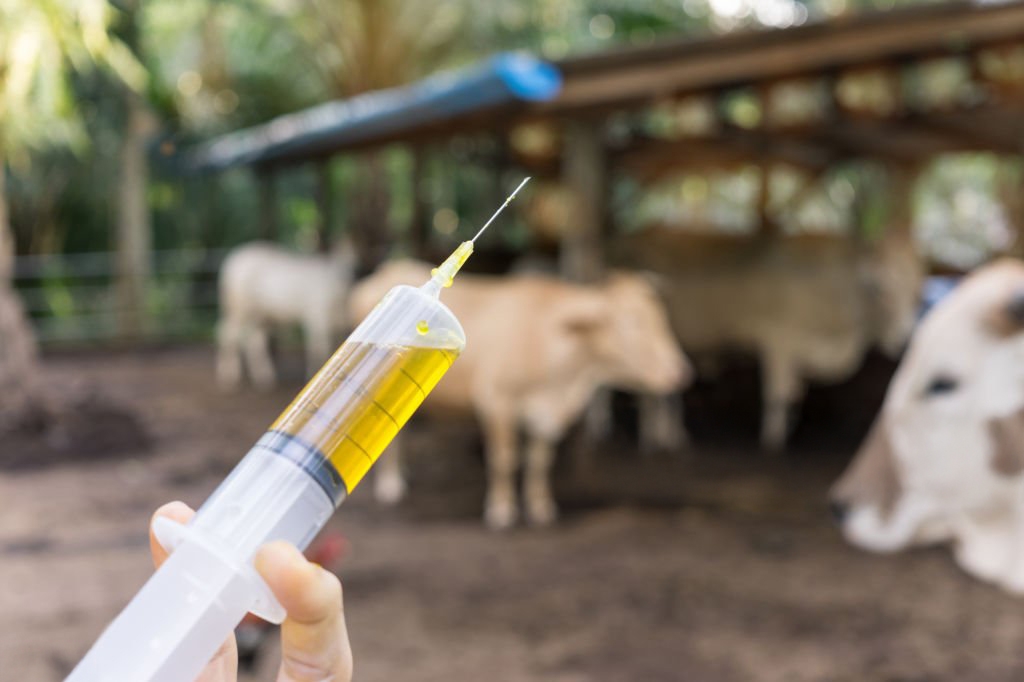 veterinarian is vaccinating live stock