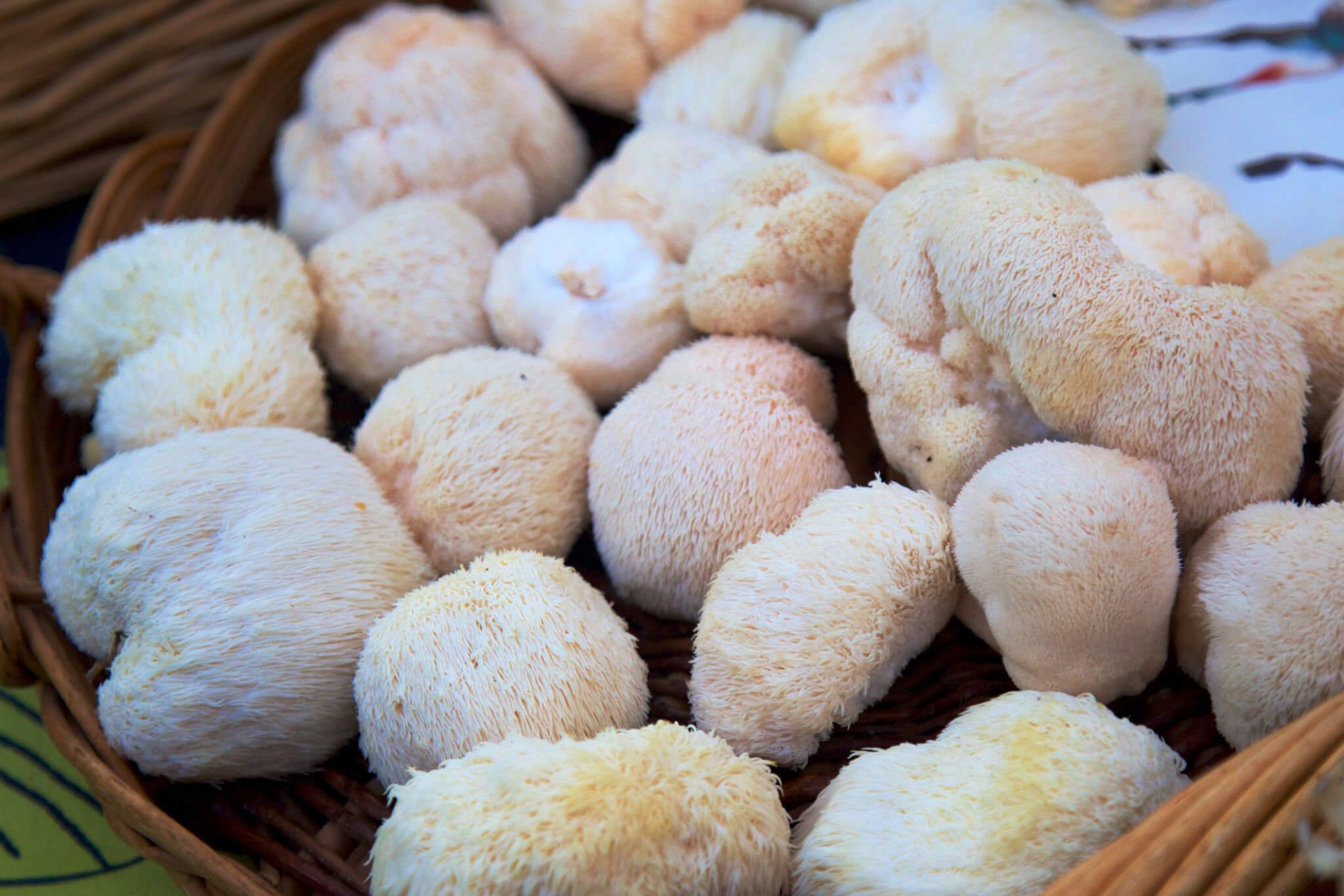 Lion’s Mane Le Champignon Nootropique de la Nature