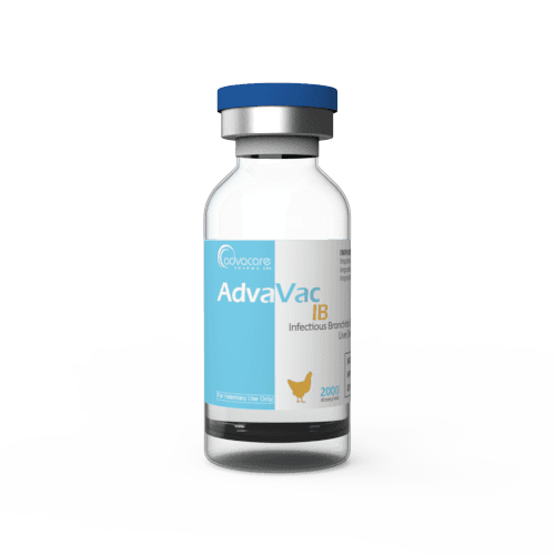 Infectious Bronchitis (IB) Vaccine (1 vial)